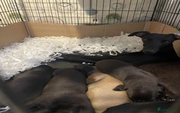 Whippet dogs for sale: K.c Whippet pups - Advert 1