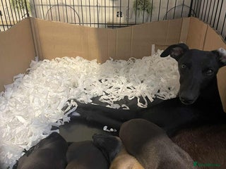 Whippet dogs for sale: K.c Whippet pups - Advert 1