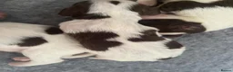 Mixed Breed dogs for sale: Cindy Lou’s beautiful puppies in Gloucester - Advert 16