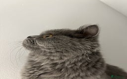 British Longhair cats for sale: 5 Month old British Long hair Female Kitten Cat - Image 2