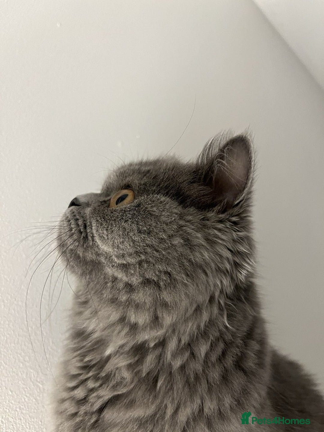 British Longhair cats for sale: 5 Month old British Long hair Female Kitten Cat - Image 2