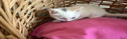 Ragdoll cats for sale: Ragdoll x ragdoll bsh male and female £275 8wk - Advert 5