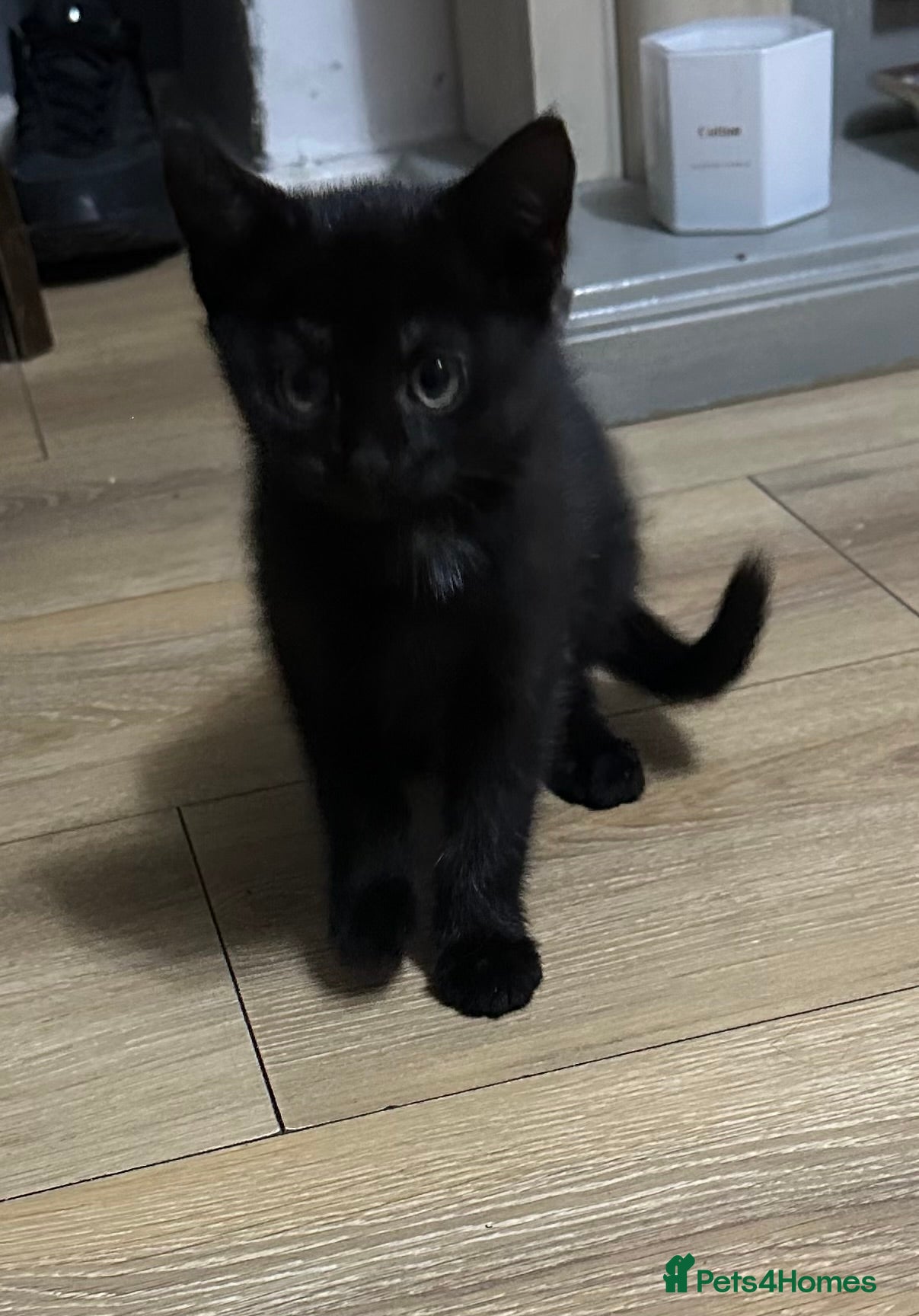 Mixed Breed cats Black Female Kitten (from litter of 4) - Advert 4
