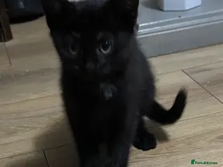 Mixed Breed cats Black Female Kitten (from litter of 4) - Advert 5