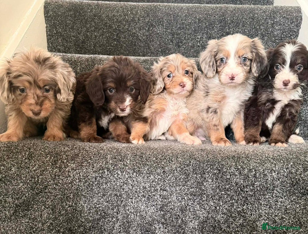 Cockapoo dogs for sale: Outstanding puppies are ready go to  - Advert 1