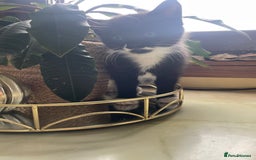 Mixed Breed cats for sale: Kitten - Image 2