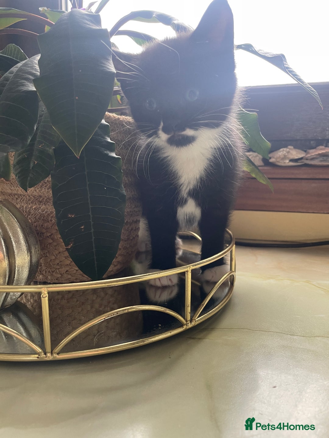 Mixed Breed cats for sale: Kitten - Image 2