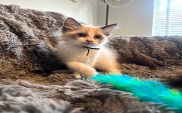 Ragdoll cats for sale: Gorgeous Pedigree Ragdolls  - Image 13