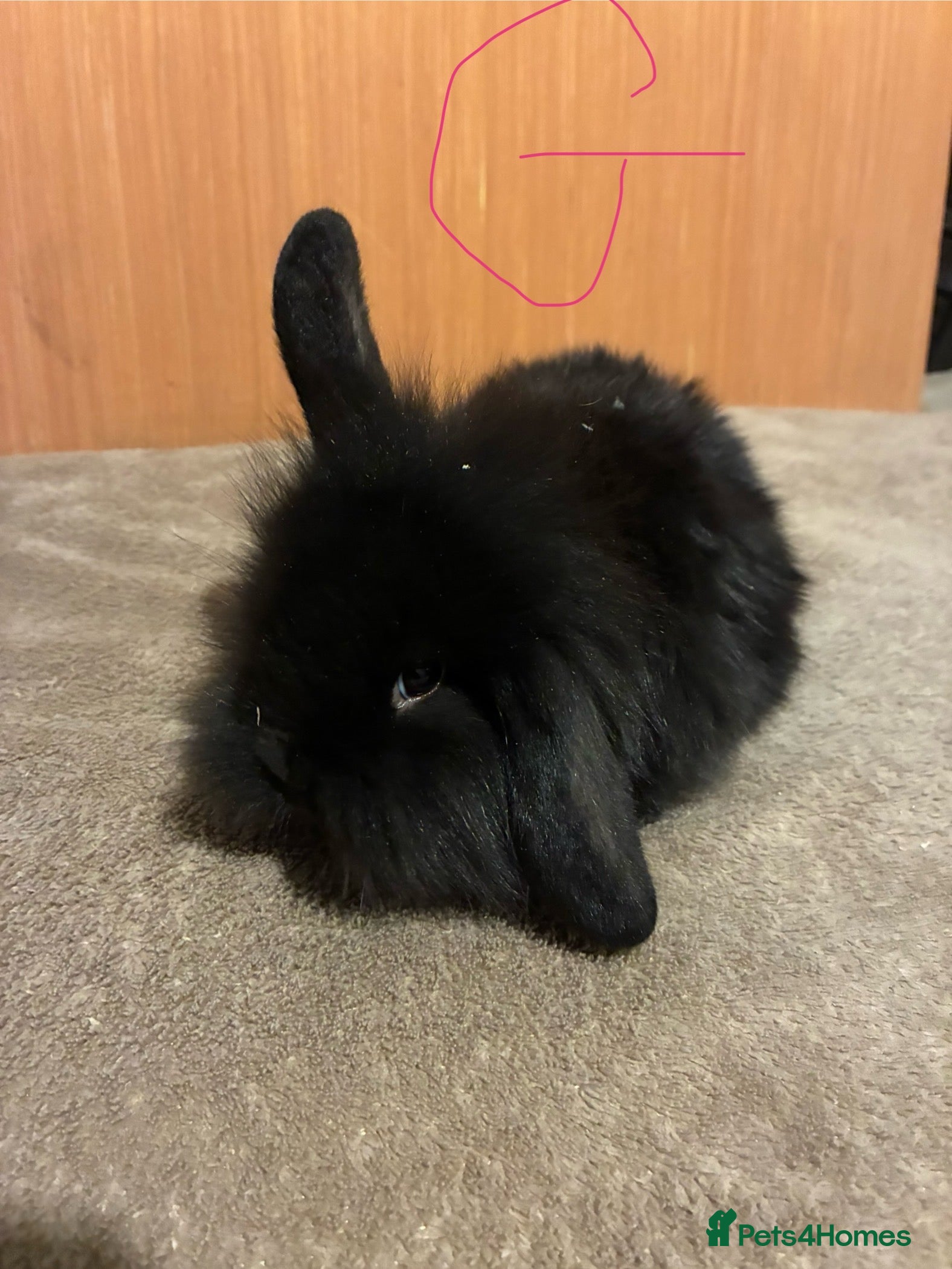 Mini Lion Lop rabbits Mini lionhead lops  - Advert 1