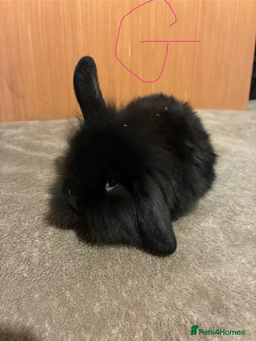 Mini Lion Lop rabbits for sale: Mini lionhead lops  - Advert 1