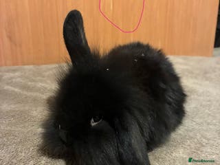 Mini Lion Lop rabbits Mini lionhead lops - Advert 1