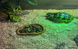 Tortoise reptiles for sale: Spur-tighed tortoise  - Image 4
