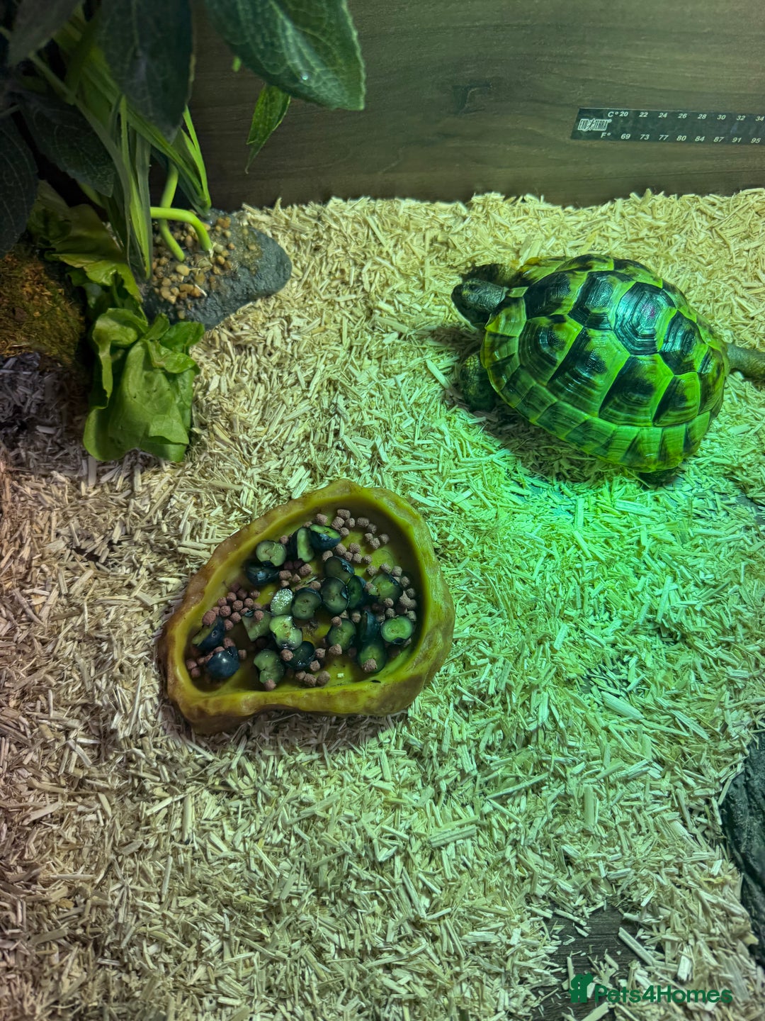 Tortoise reptiles for sale: Spur-tighed tortoise  - Image 4