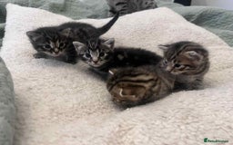 Bengal cats for sale: 5 bengal x Mainecoon kittens for sale - Image 4