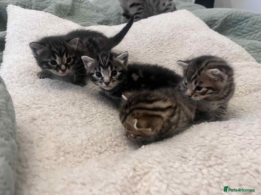 Bengal cats for sale: 5 bengal x Mainecoon kittens for sale - Image 4