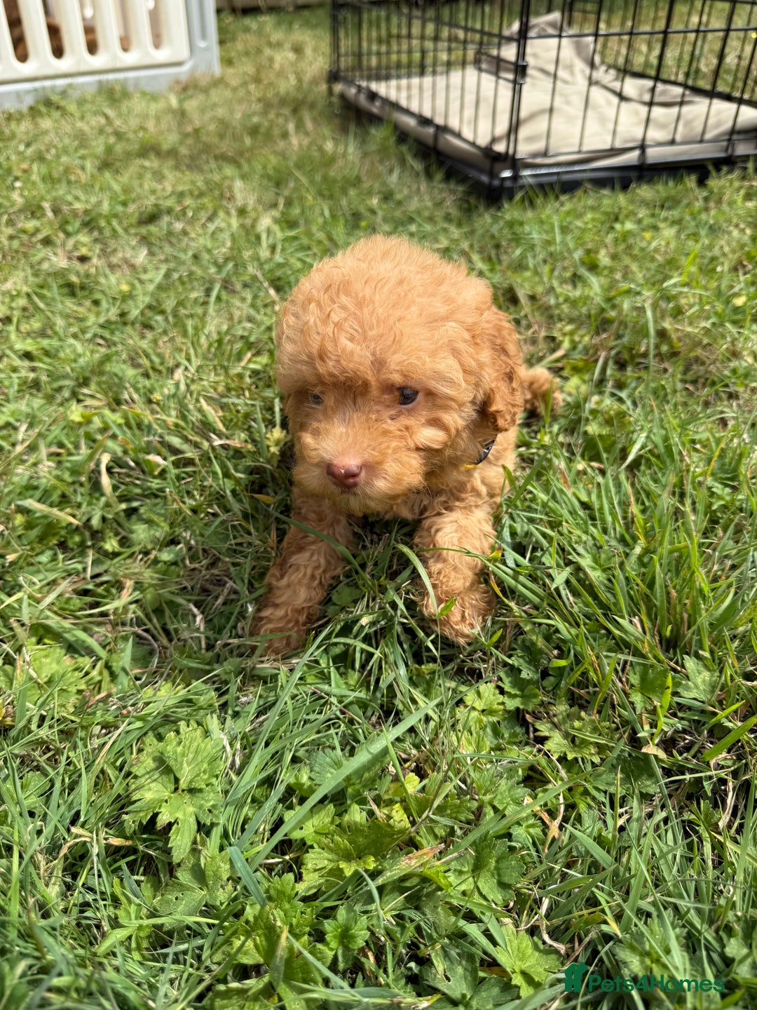 Cavapoo dogs for sale: ⭐️ Stunning ⭐️ F1b Cavapoos ⭐️ Ready Thursday ⭐️ - Image 6