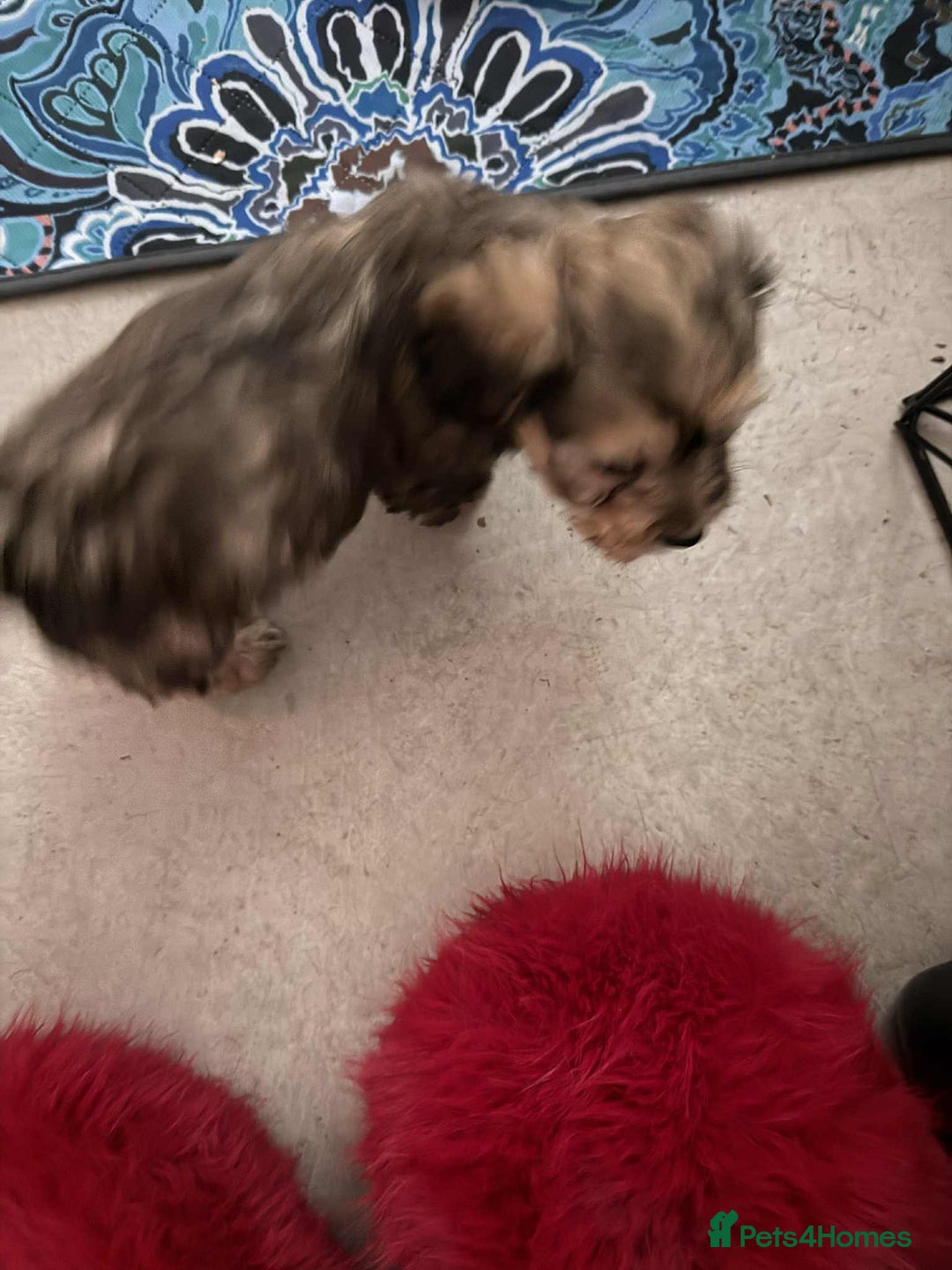 Mixed Breed dogs for sale: Final beauty left from the litter - Advert 5