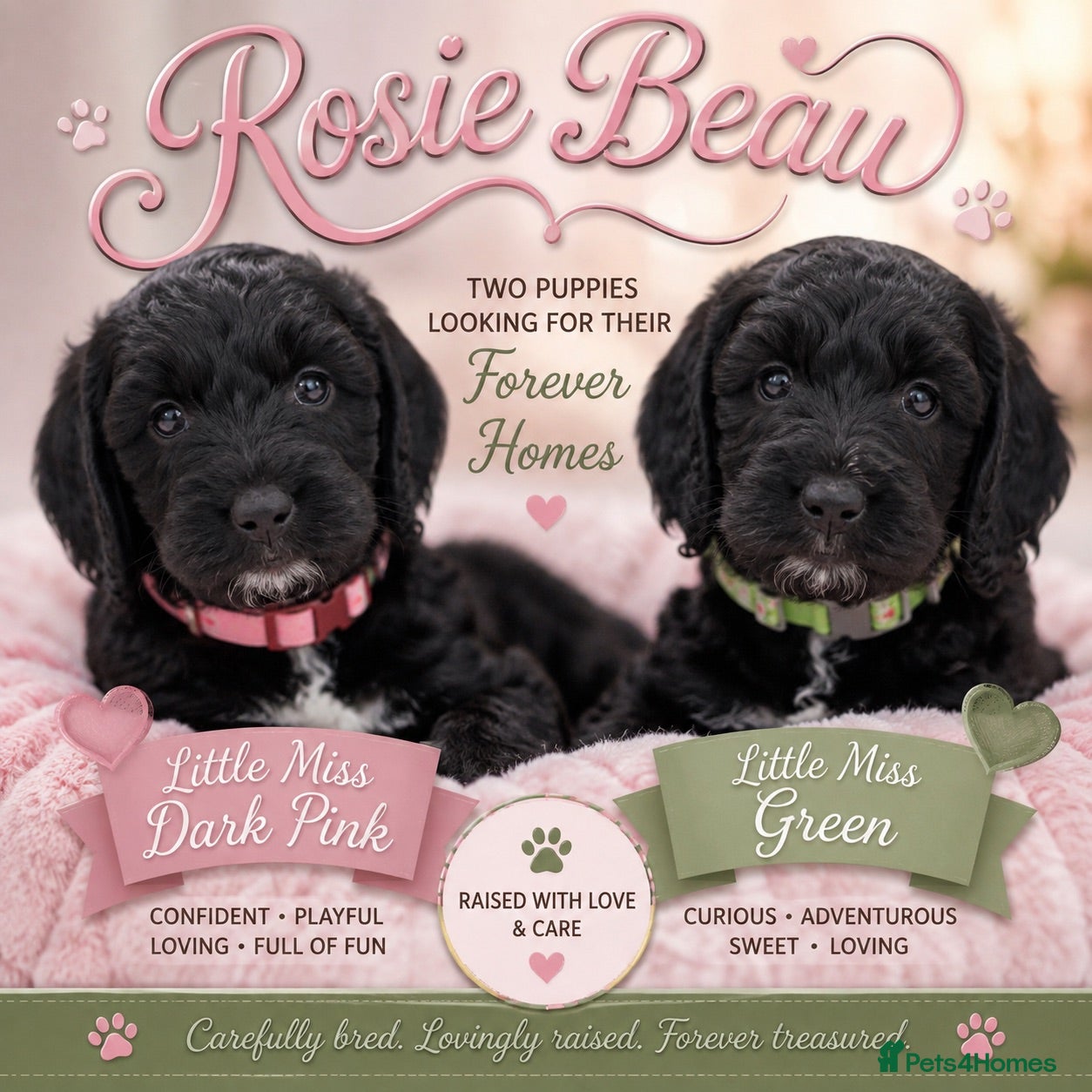 Cockapoo dogs Exceptional F1 Cockapoo Puppies - Advert 1