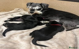 Mixed Breed dogs for sale: Schnockers  - Image 9