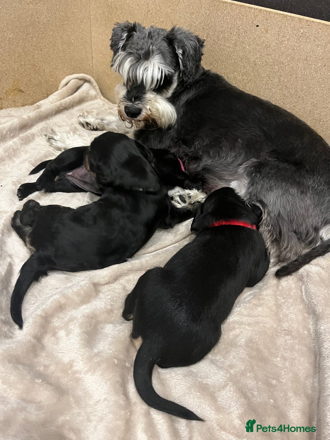 Mixed Breed dogs for sale: Schnockers  - Image 9