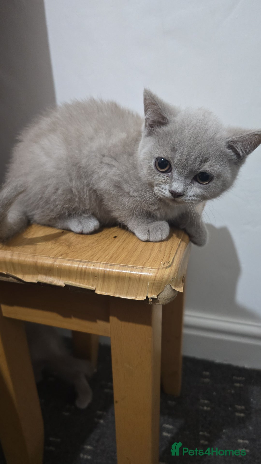 British Shorthair cats for sale: ✨ British Shorthair Kittens – 3 Adorable Females ✨ - Image 6