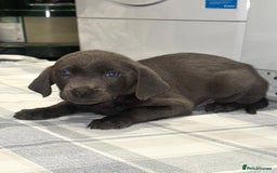 Labrador Retriever dogs for sale: KC SILVER & CHARCOAL Labrador Puppys  - Image 11