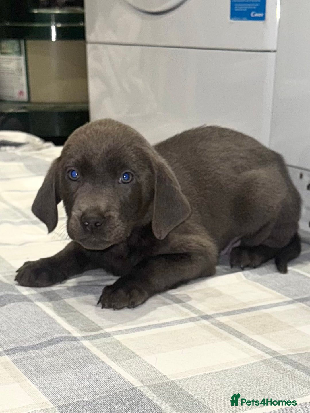Labrador Retriever dogs for sale: KC SILVER & CHARCOAL Labrador Puppys  - Image 11