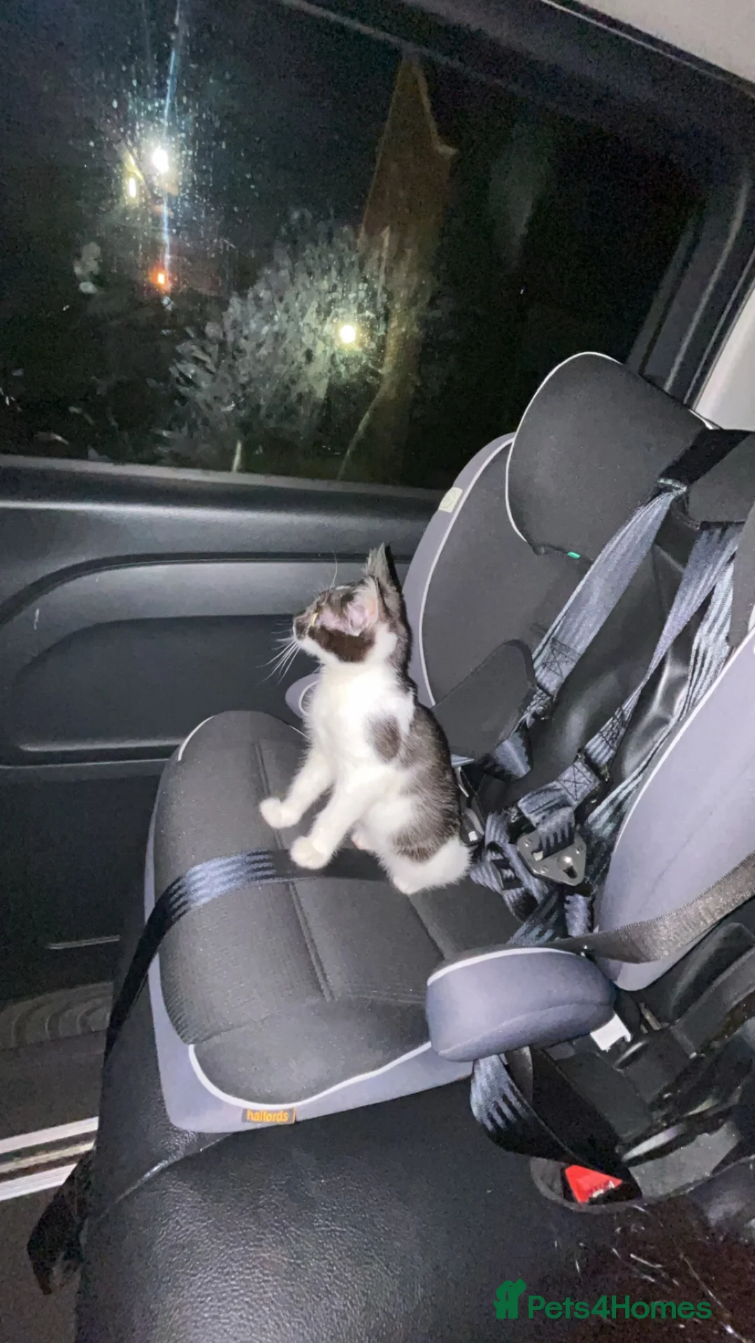 Mixed Breed cats for sale: Tuxedo female kitten in Nottingham - Advert 2
