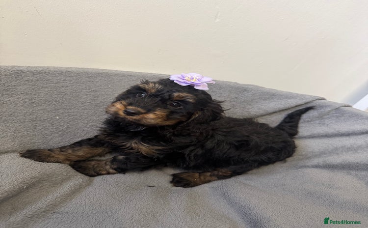 Cockapoo dogs F1 cockerpoo puppies  - Advert 1