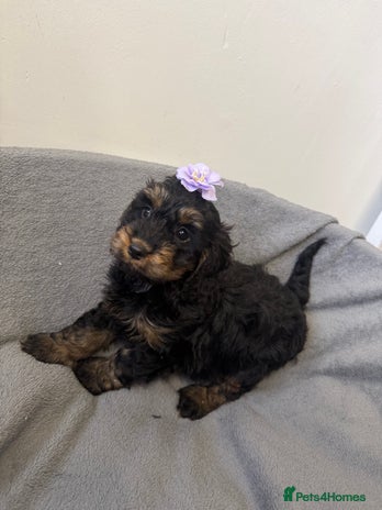 Cockapoo dogs F1 cockerpoo puppies - Advert 1