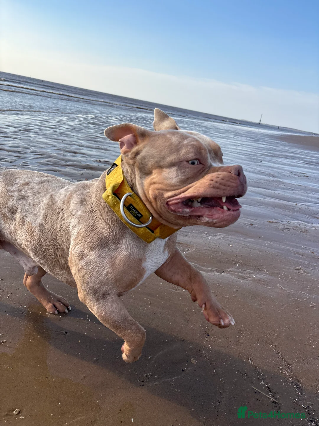 Mixed Breed dogs for sale: Merle Pocket Bully in Liverpool - Advert 8