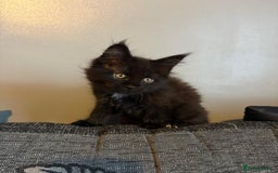 Maine Coon cats for sale: Full breed Maine Coon kittens ready to go.  - Image 4
