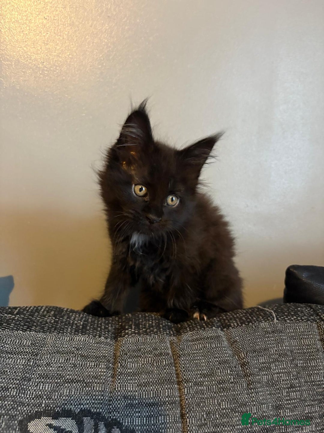Maine Coon cats for sale: Full breed Maine Coon kittens ready to go.  - Image 4