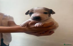 Jack Russell dogs for sale: Beautiful Jack Russell Litter - Image 9