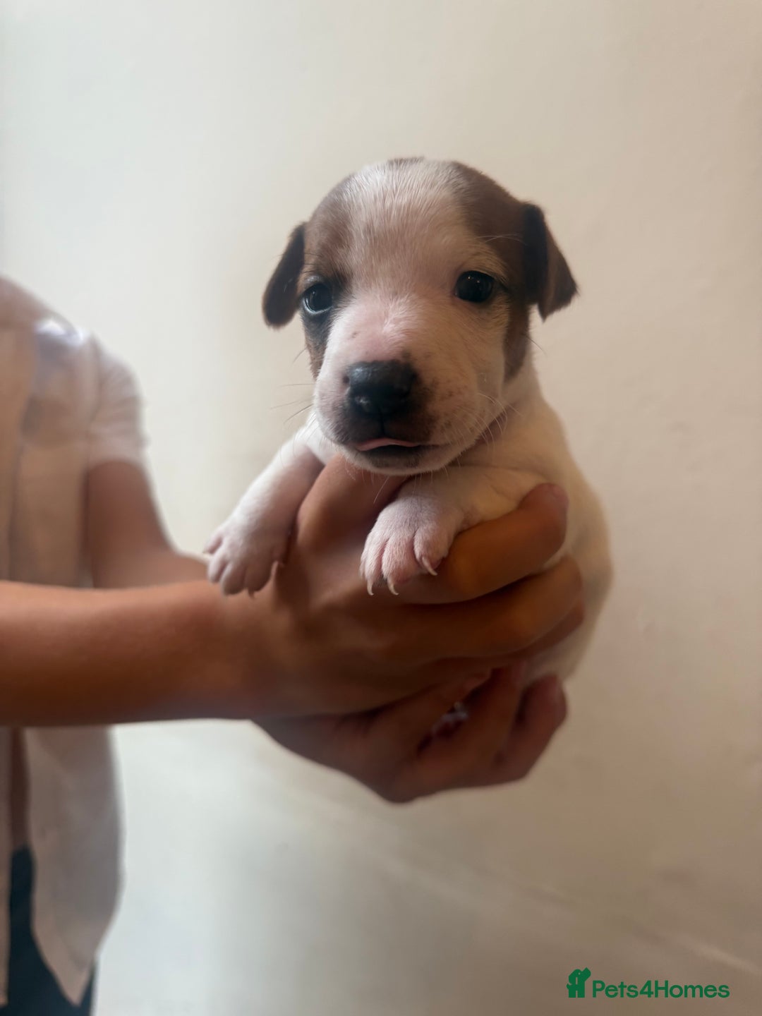 Jack Russell dogs for sale: Beautiful Jack Russell Litter - Image 9