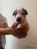 Jack Russell dogs - Advert 2