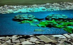 Tortoise reptiles for sale: Baby Spur thigh tortoises  - Image 14