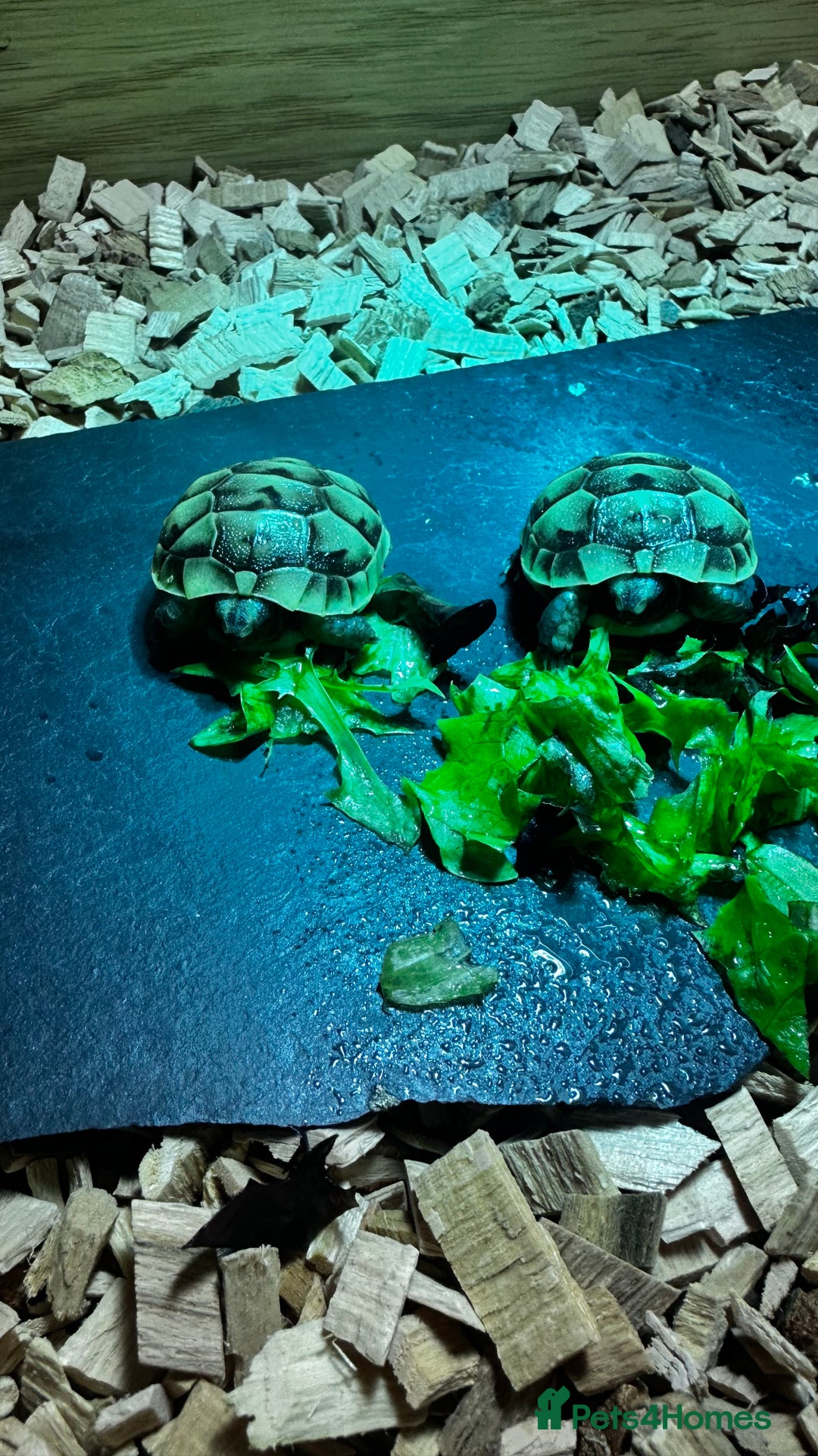 Tortoise reptiles for sale: Baby Spur thigh tortoises  - Image 14