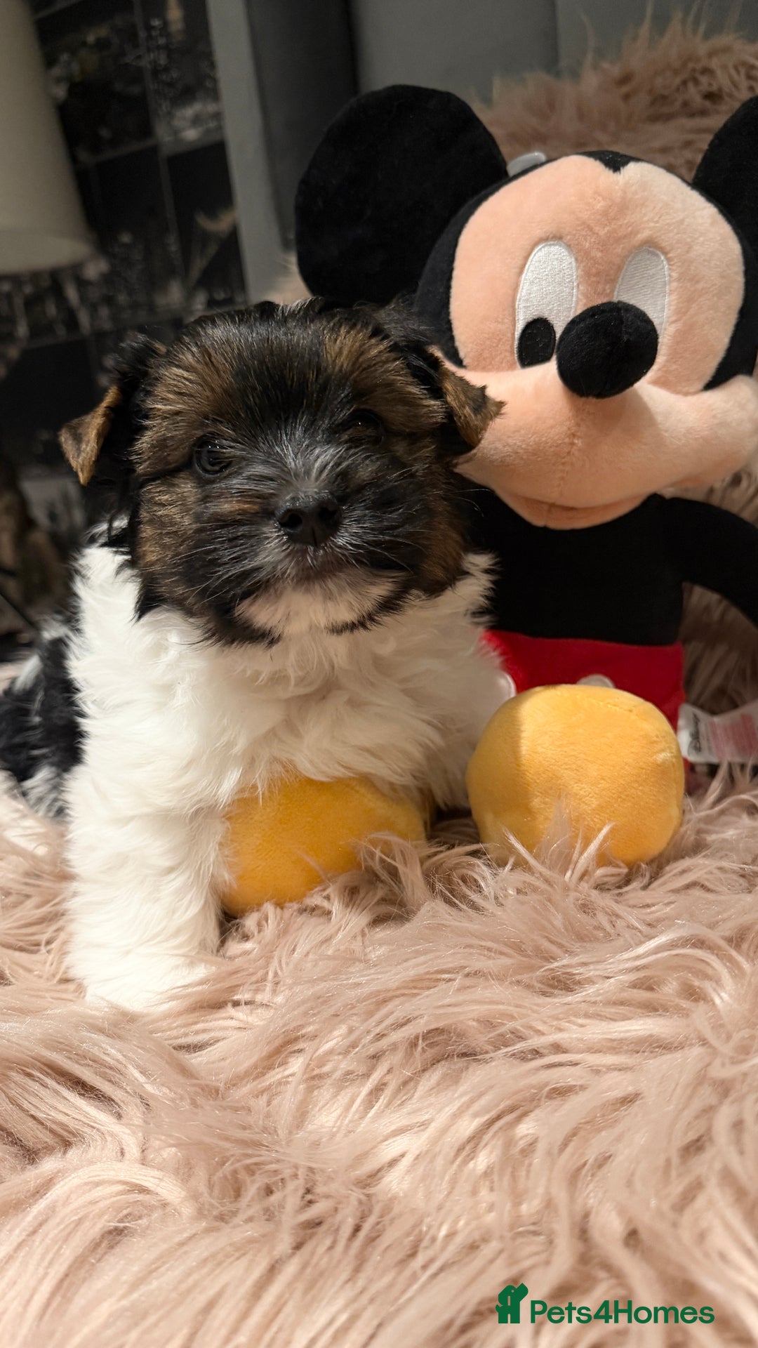 Biewer Terrier dogs for sale: Beautiful boys Biewer ready now  - Advert 7
