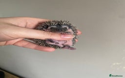 Pygmy Hedgehog rodents for sale: African Pygmy hoglet available to reserve  - Image 3