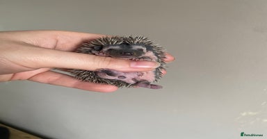 Pygmy Hedgehog rodents - Advert 5