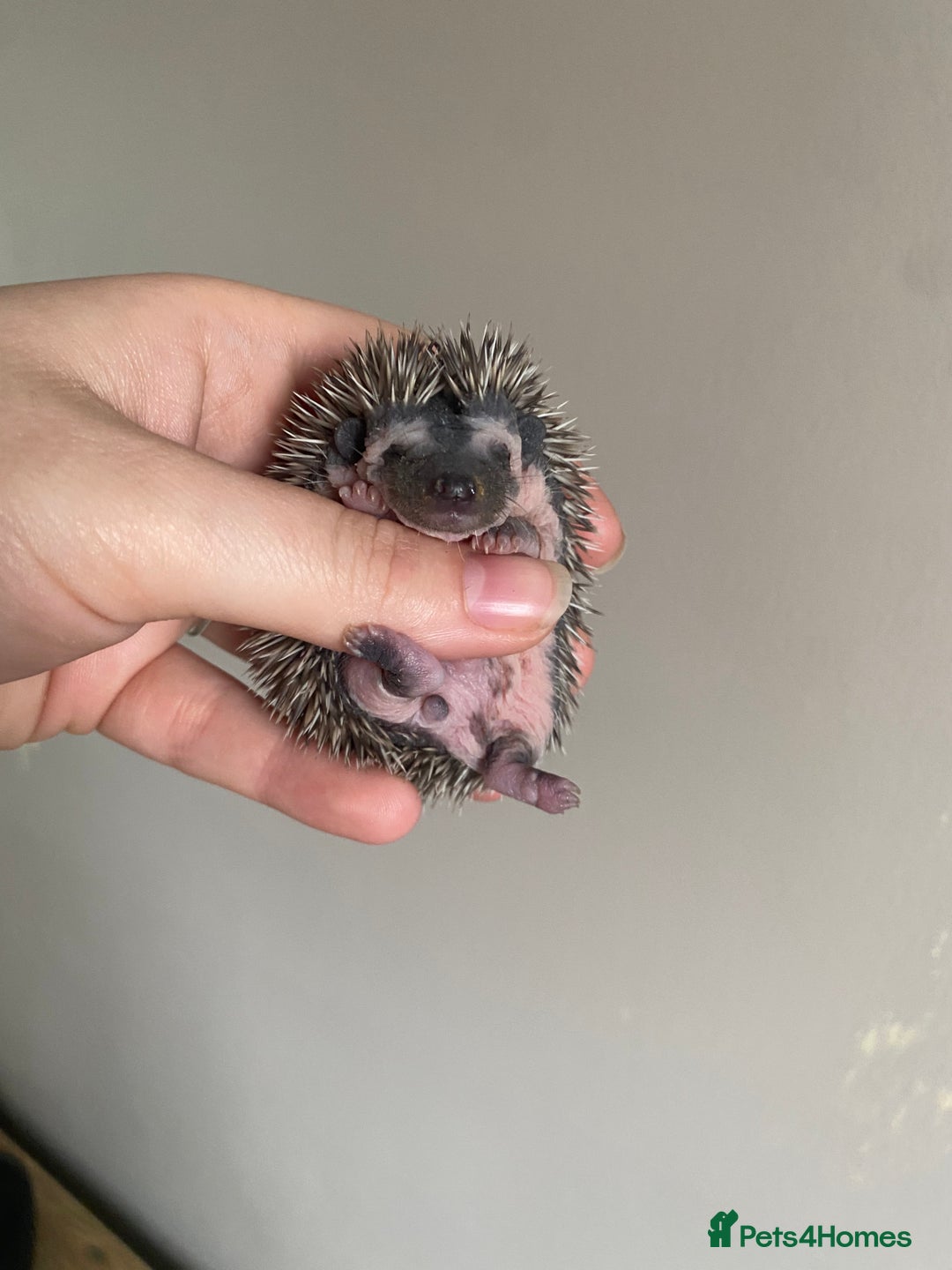 Pygmy Hedgehog rodents for sale: African Pygmy hoglet available to reserve  - Image 3