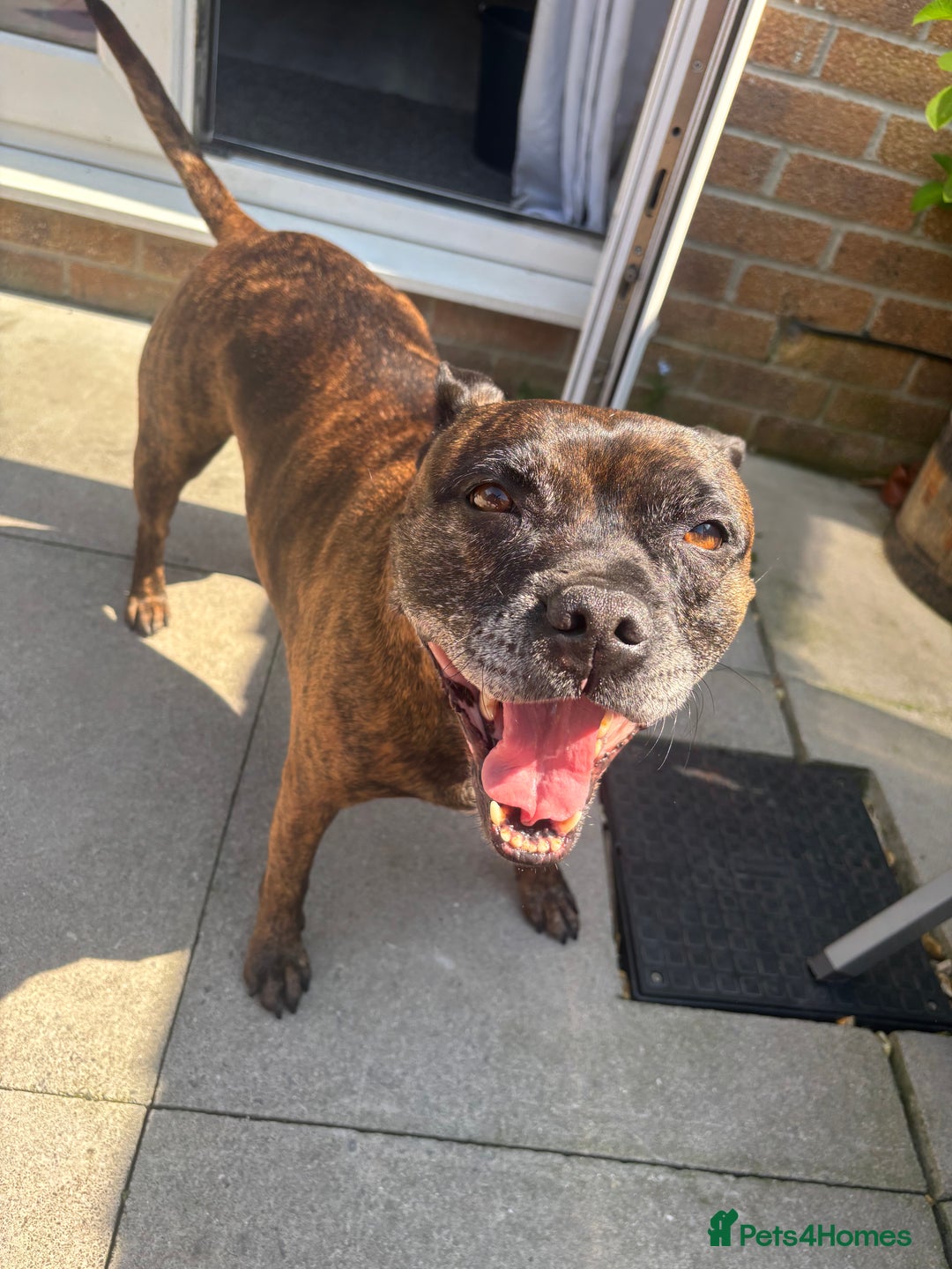 Staffordshire Bull Terrier dogs for sale: 2 Staffy Sisters  - Advert 3