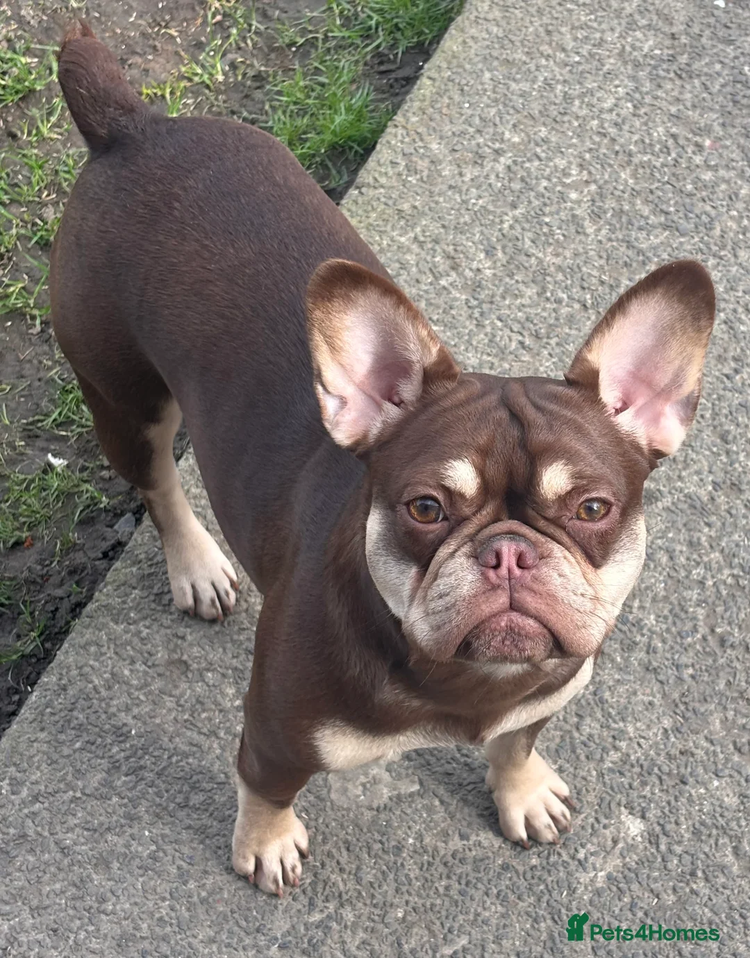 French Bulldog dogs for sale: French bulldog girls  - Advert 1