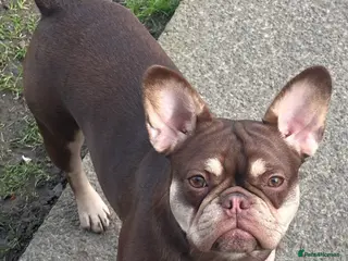 French Bulldog dogs French bulldog girls - Advert 8