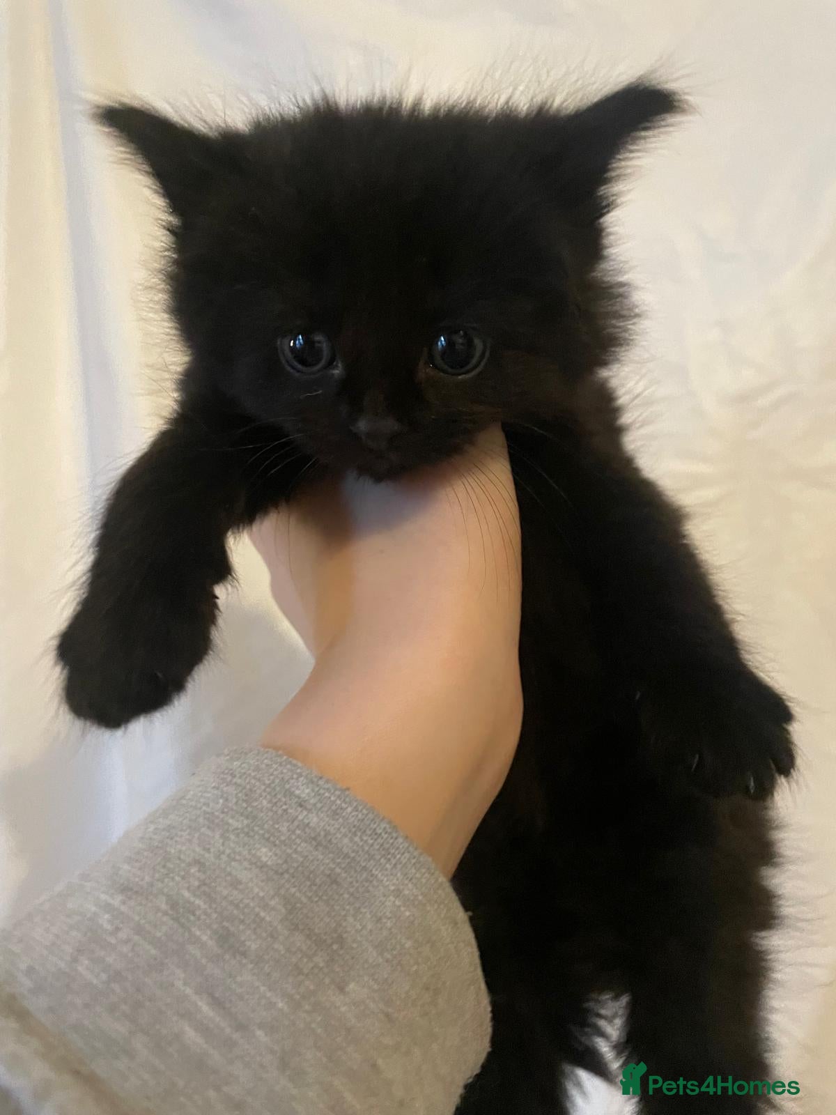 Mixed Breed cats Kittens for sale  - Advert 1