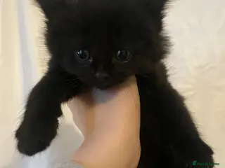 Mixed Breed cats Kittens for sale - Advert 2