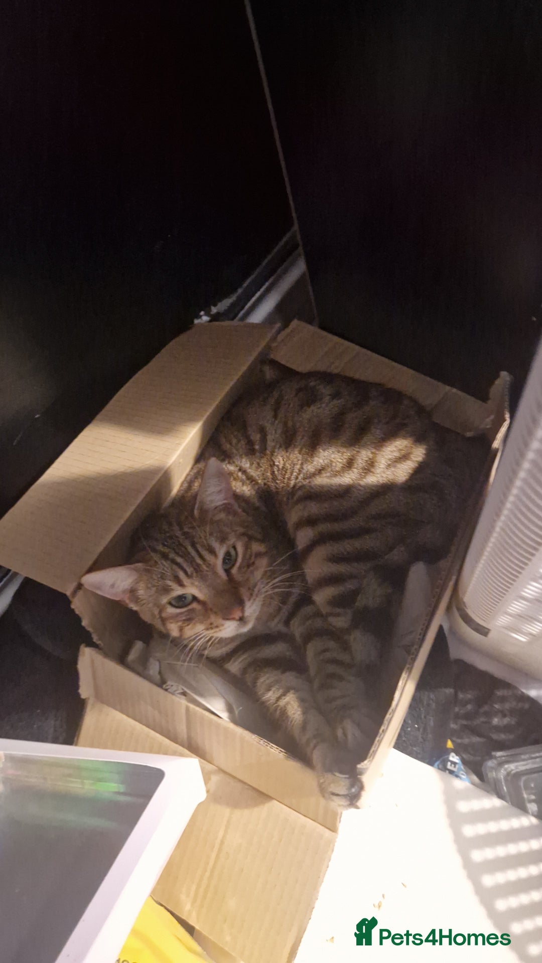 Mixed Breed cats for sale: Monster aged 2 - Advert 7