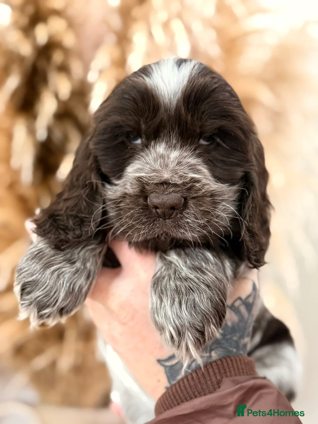 Cocker Spaniel dogs for sale: Show type cocker spaniels  - Advert 5