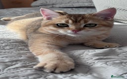 British Shorthair cats for sale: BSH GCCF Girl and Boy NY 12 GOLDEN BLACK SHEDDED  in Basildon - Image 6